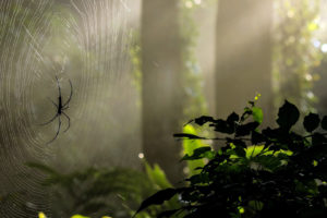 forest, Nature, Green, Tree, Spider, Spiders, Light, Rays, Web