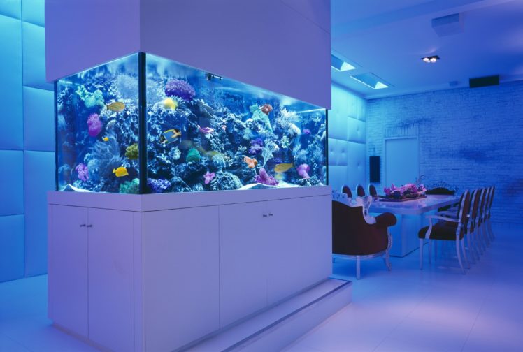 interior, Room, Table, Chairs, Sea, Aquarium, Fish, Corral, Design HD Wallpaper Desktop Background