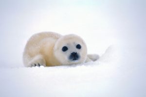 nature, Snow, Seals, Animals, Backgrounds, Antarctica, Baby, Animals
