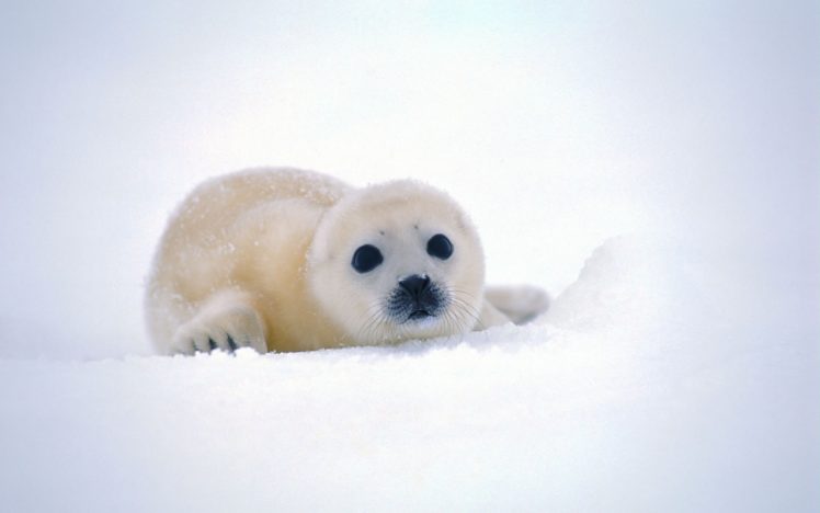 nature, Snow, Seals, Animals, Backgrounds, Antarctica, Baby, Animals HD Wallpaper Desktop Background