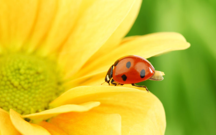 nature, Flowers, Animals, Insects, Plants, Flower, Petals, Ladybirds HD Wallpaper Desktop Background