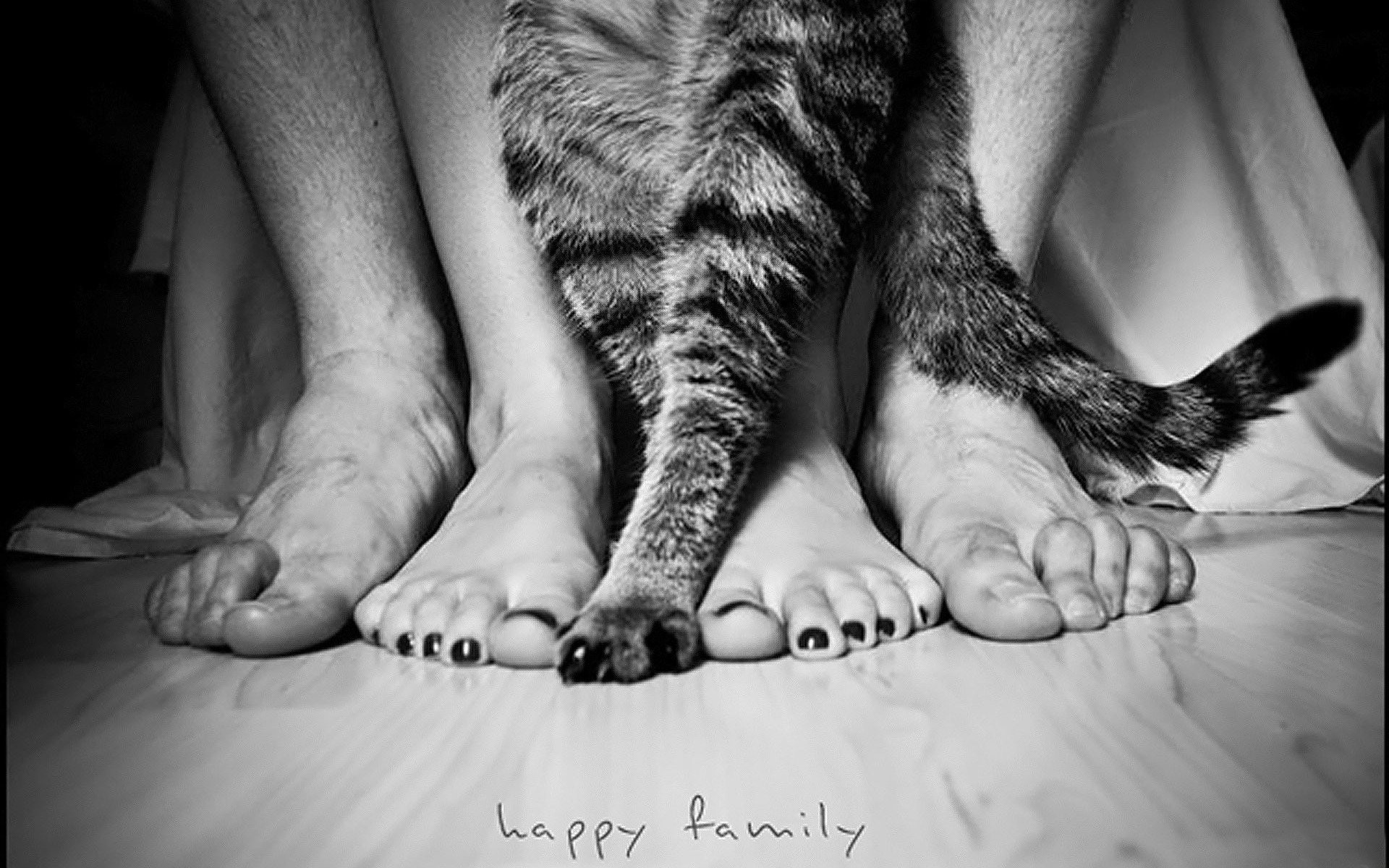 black, And, White, Cats, Animals, Feet, Grayscale, Pets, Paws Wallpaper