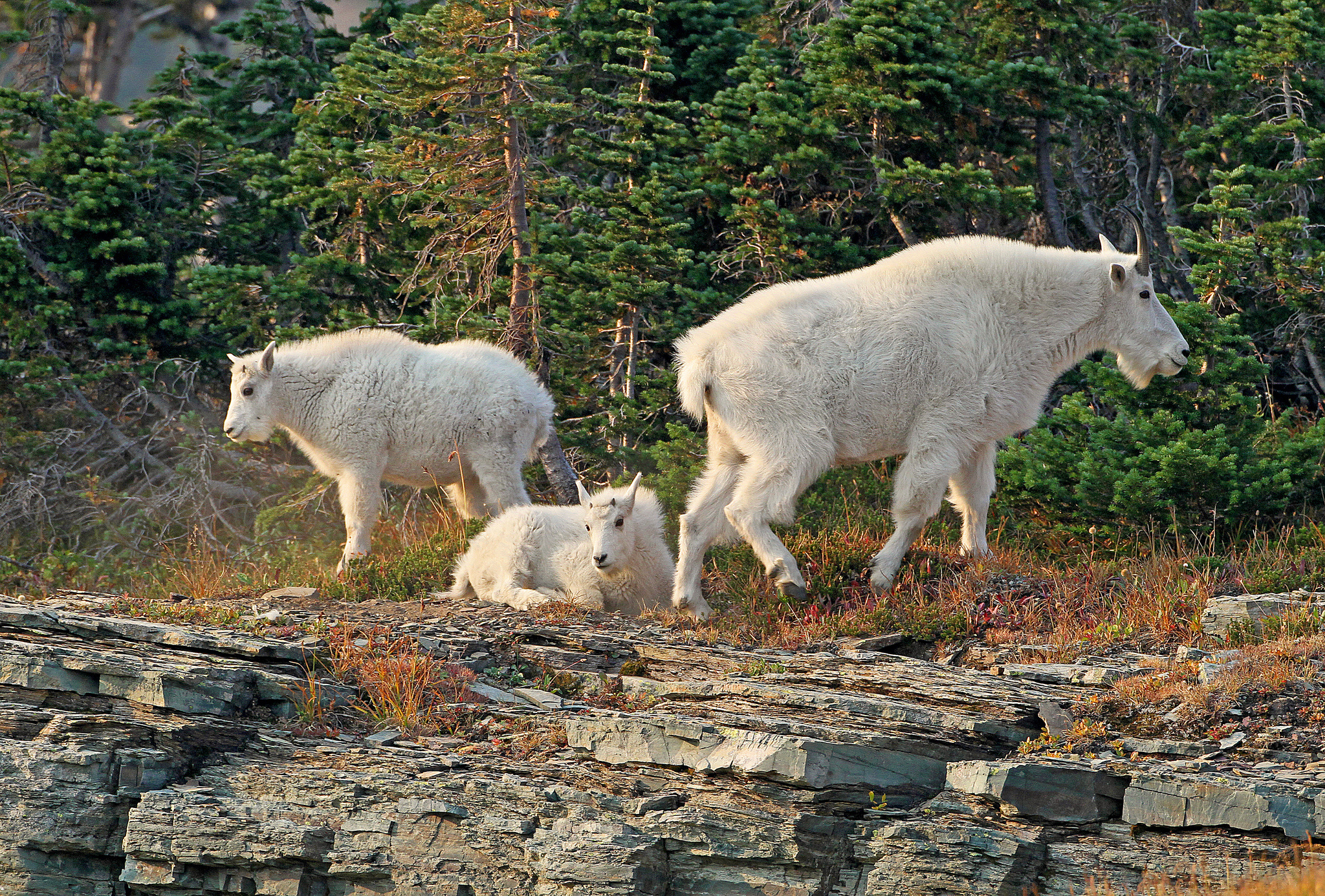 glacier, National, Park, Montana, Mountain, Goat, Little, Family, Goats