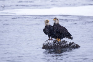 eagle, Bird, Alaska, Kachemak, Bay, Water, Stone, Snow, Winter