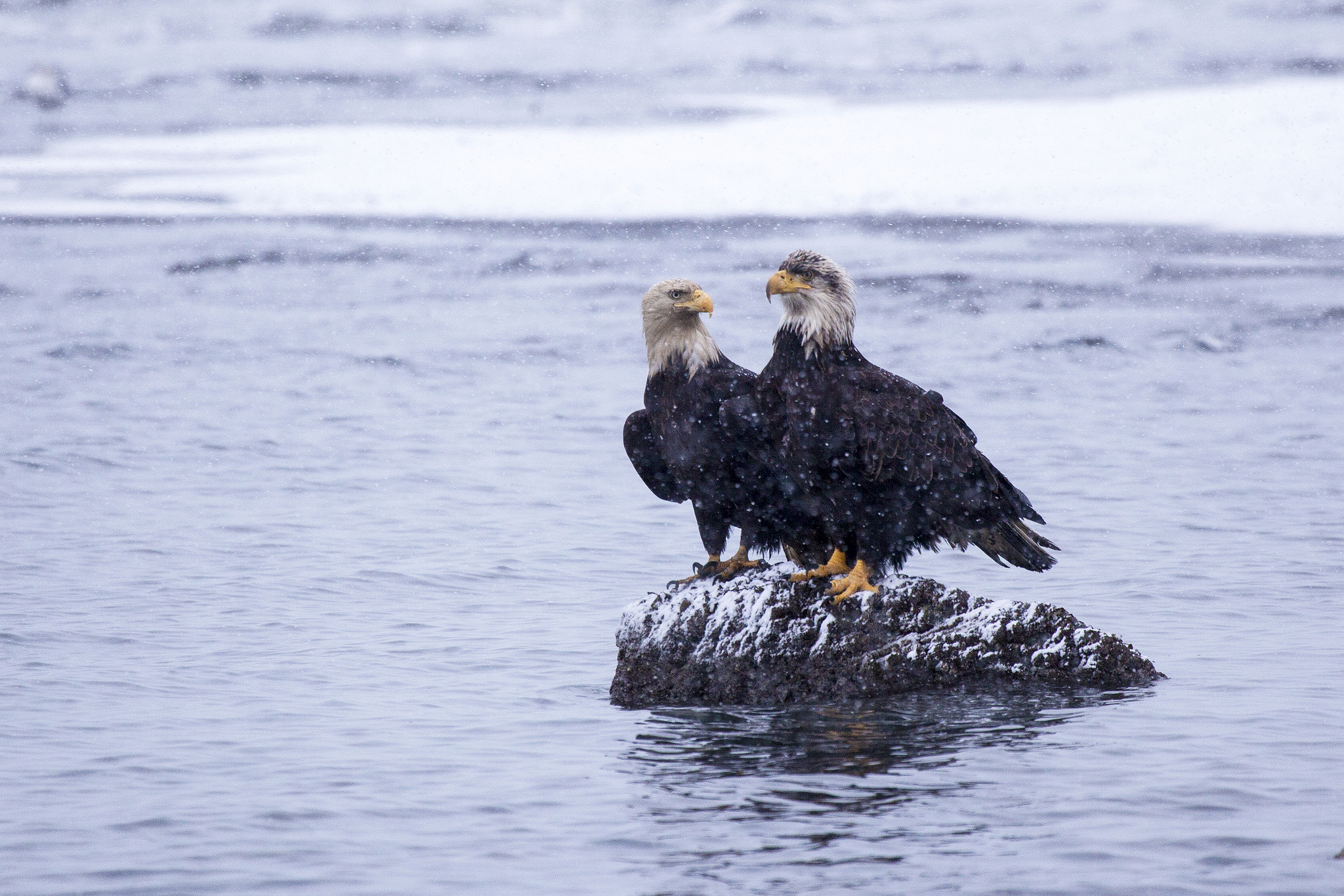 eagle, Bird, Alaska, Kachemak, Bay, Water, Stone, Snow, Winter Wallpaper