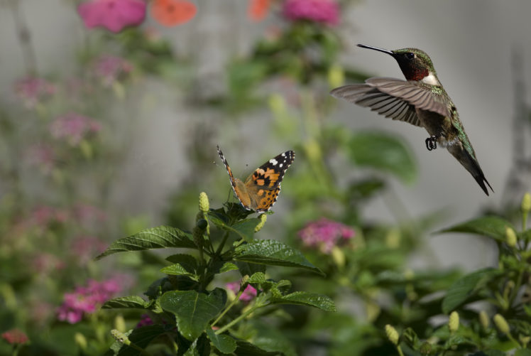 flowers, Butterflies, Birds, Hummingbirds, Insects, Sun, Bokeh HD Wallpaper Desktop Background