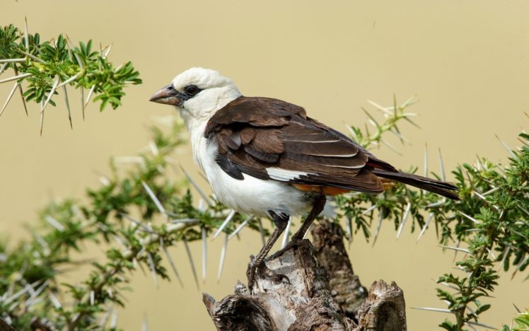 bald, Skvortsov, Weaver, Bird, Tree, Stump, Branches, Thorns HD Wallpaper Desktop Background