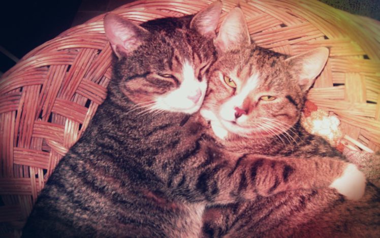 love, Vintage, Cats, Animals, Effects, Pets, Whiskers, Ears, Brothers, Hugging HD Wallpaper Desktop Background