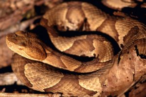 autumn, Wildlife, Snakes, Tennessee, Reptiles, Parks, Creek, American, Copperhead