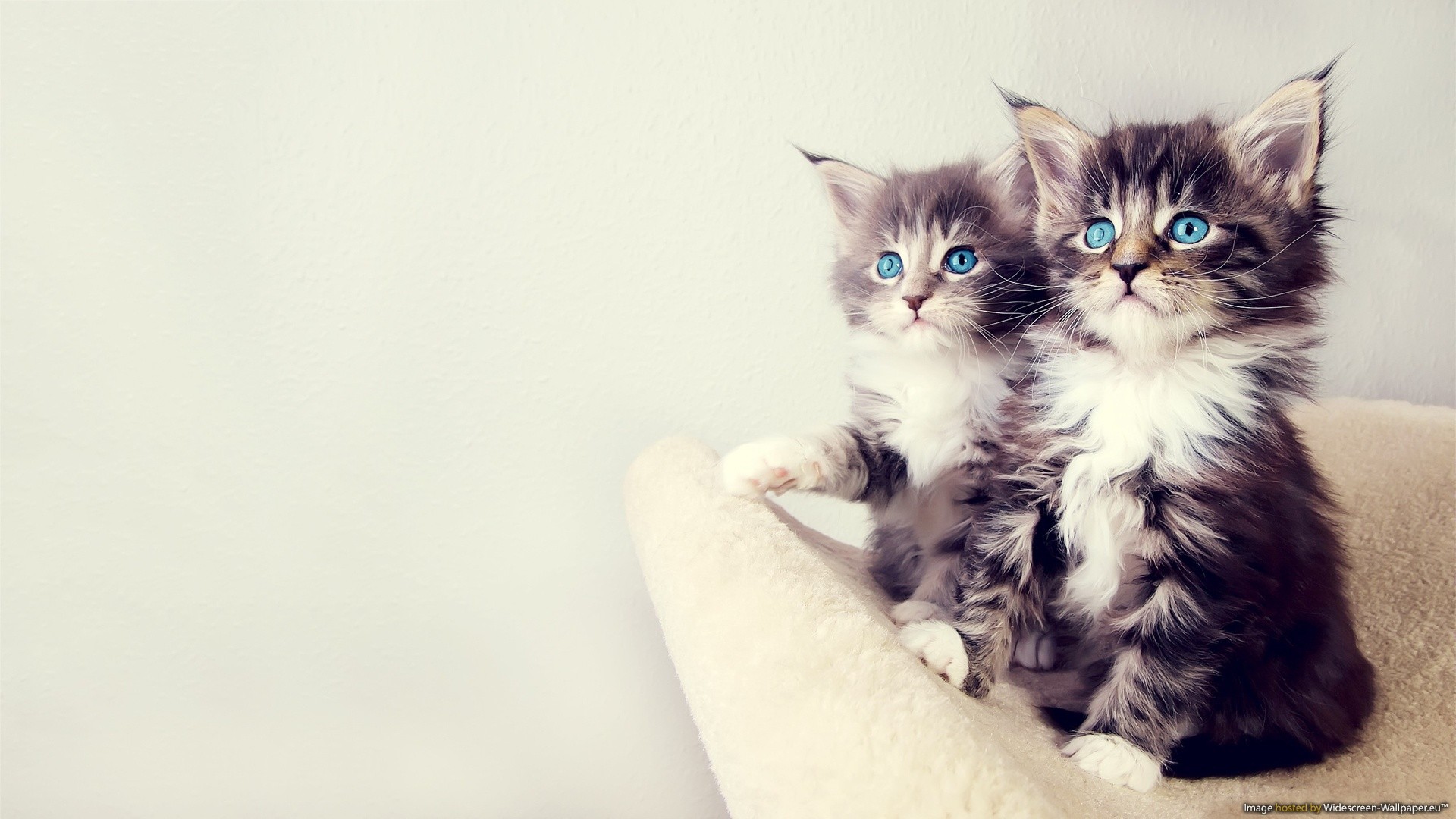 blue, White, Cats, Blue, Eyes, Animals, Gray, Sitting, Kittens, Chest, Paws, Furry Wallpaper