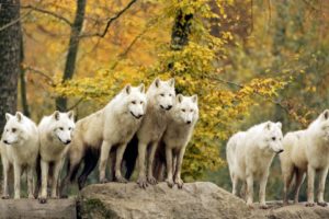 autumn, Forests, Animals, Wildlife, Arctic, Canadian, Wolves