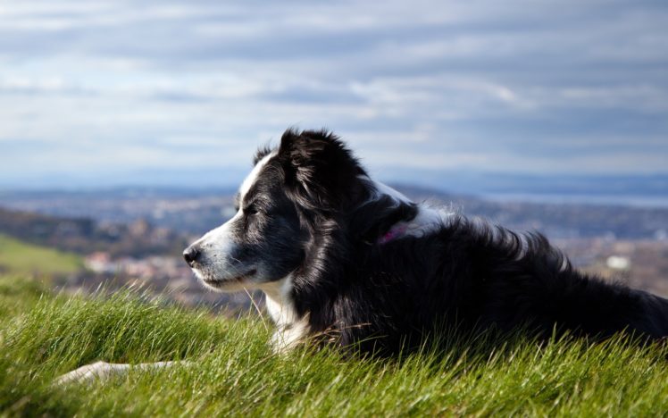 animals, Grass, Dogs, Outdoors, Shepherd, Pets, Border, Collies, Collie, Australian, Shepherd HD Wallpaper Desktop Background