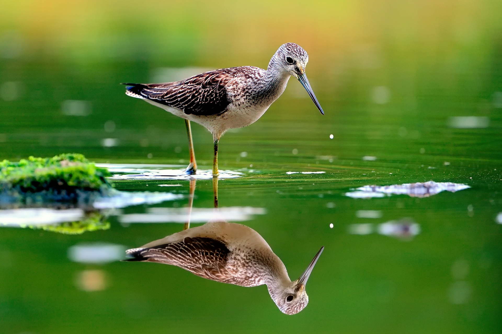 nature, Animal, Bird, Water, Reflection, Green, Hd, Wallpapers Wallpaper