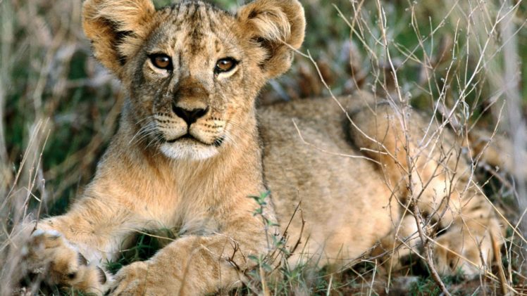 nature, Animals, Relaxing, African, Africa, Lions, Baby, Animals HD Wallpaper Desktop Background