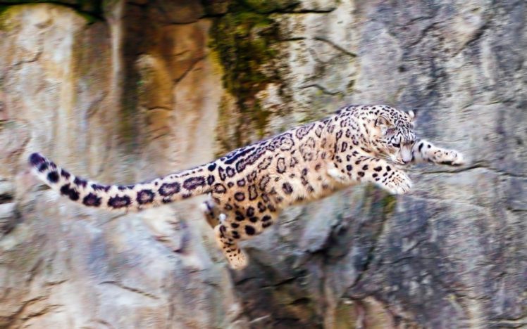 nature, Flying, Animals, Jumping, Snow, Leopards, Wild, Animals HD Wallpaper Desktop Background