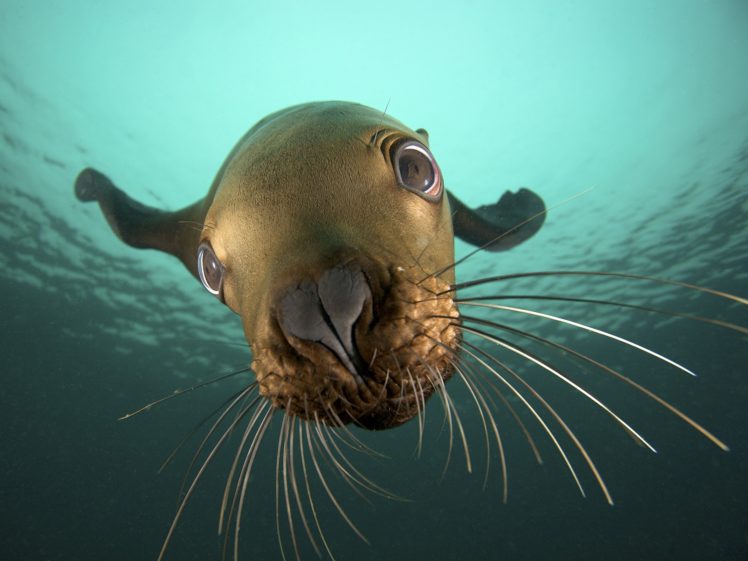 animals, Cgi, British, Columbia, Sea, Lions, Underwater, Sea HD Wallpaper Desktop Background