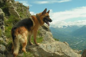 mountains, Landscapes, Nature, Animals, Dogs, German, Shepherd, Pets, Gsd