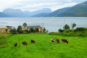 scenery, Mountains, Lake, Cow, Norway, Grass, Nature, Animals