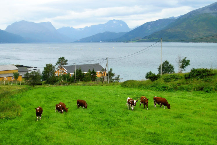 scenery, Mountains, Lake, Cow, Norway, Grass, Nature, Animals HD Wallpaper Desktop Background