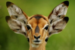animals, Other, Animals, Antelopes, Deer, Cute, Nature, Wildlife