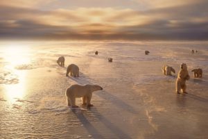 animals, Bears, Polar bears, Arctic, Winter, Seasons, Ice, Sunlight