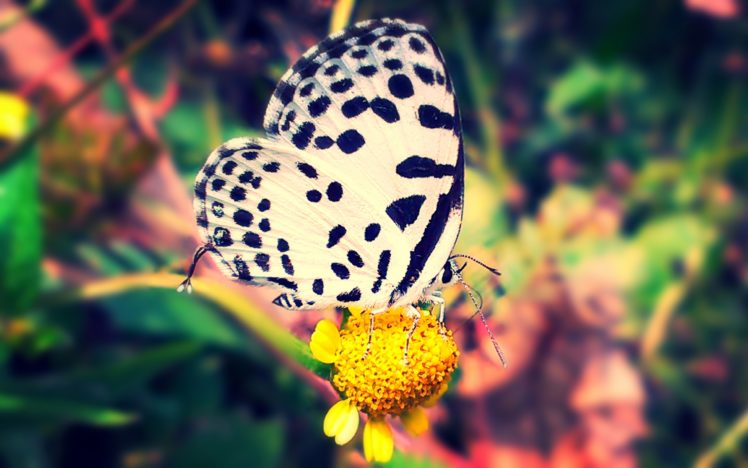 butterfly, Nature, Animal, Forest, Color, Tree, Hdr, Ultrahd, Black, White, Hd, 4k, Wallpaper HD Wallpaper Desktop Background