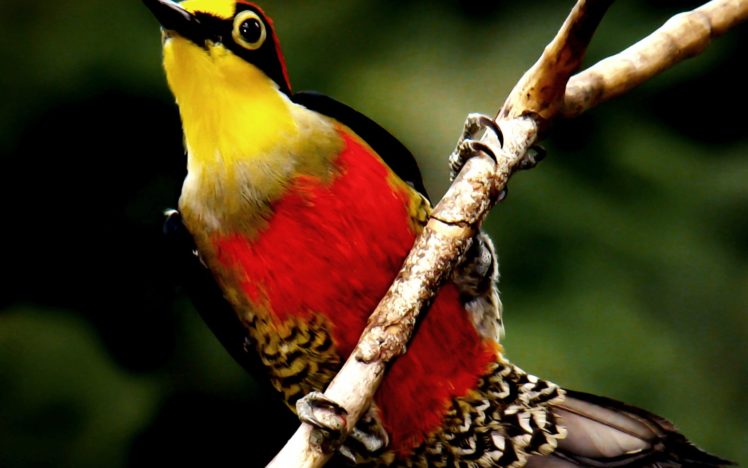 nature, Red, Yellow, Birds, Animals, Wildlife, Feathers, Branches HD Wallpaper Desktop Background