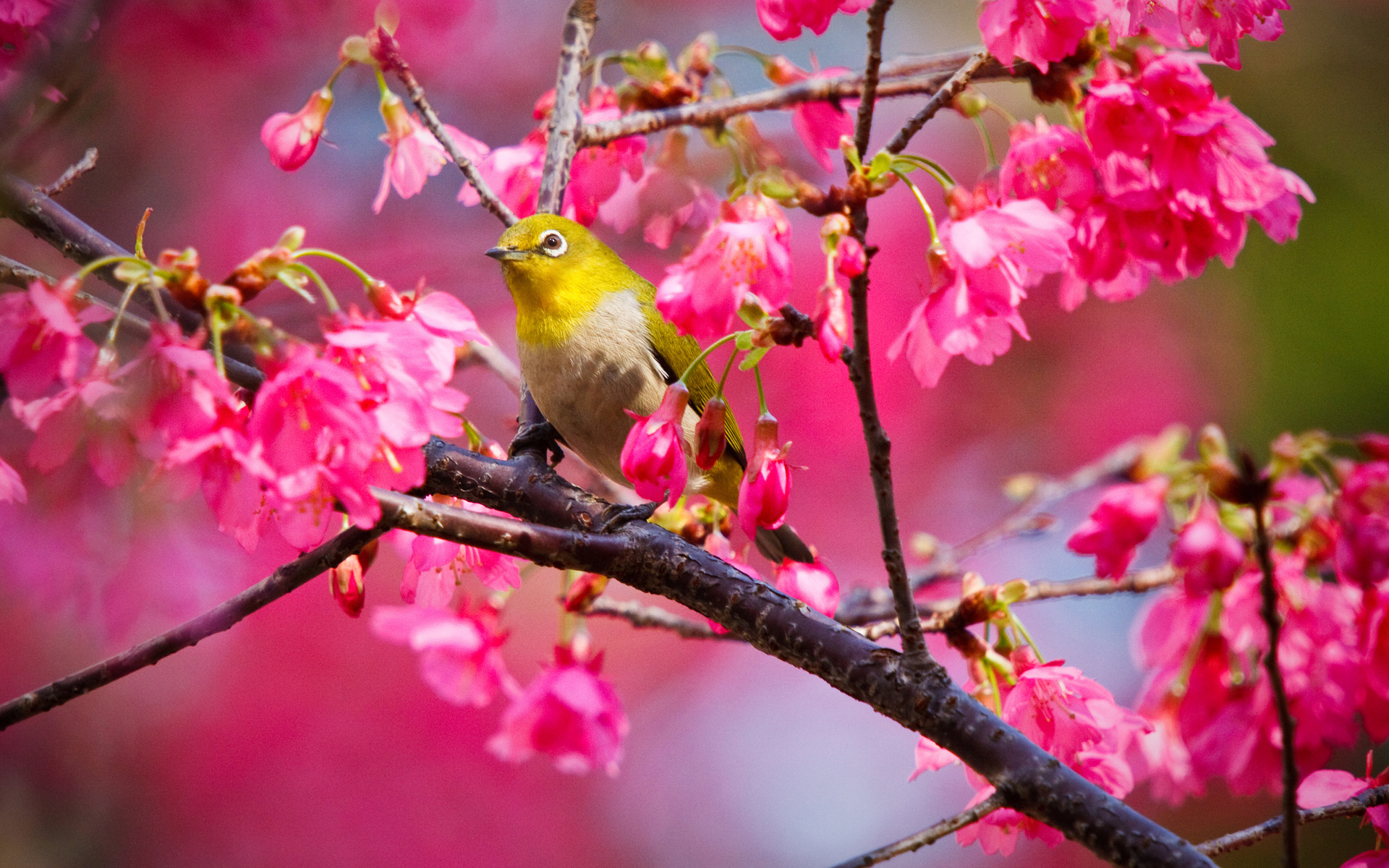 animals, Birds, Nature, Trees, Flowers, Blossoms, Colors, Pink Wallpaper