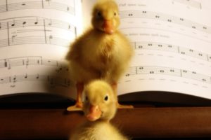 birds, Animals, Ducks, Duckling, Musical, Musical, Notes, Baby, Birds