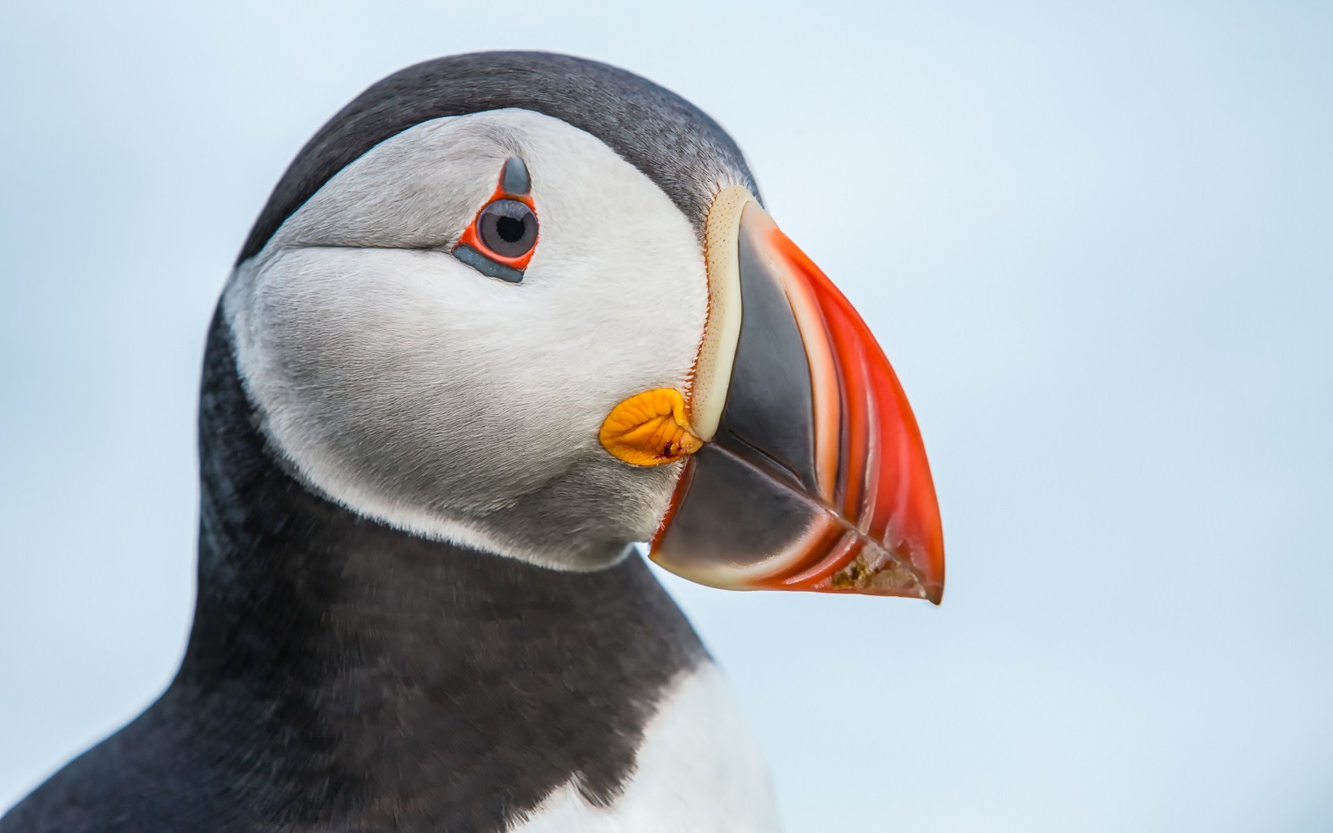 nature, Animal, Bird, National, Geographic, Water, Reflection, Green, Puffin, Hd, Wallpapers Wallpaper