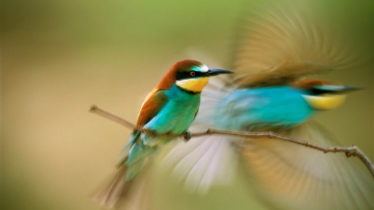 nature, Animal, Bird, National, Geographic, Water, Reflection, Green, Hd, Wallpapers HD Wallpaper Desktop Background
