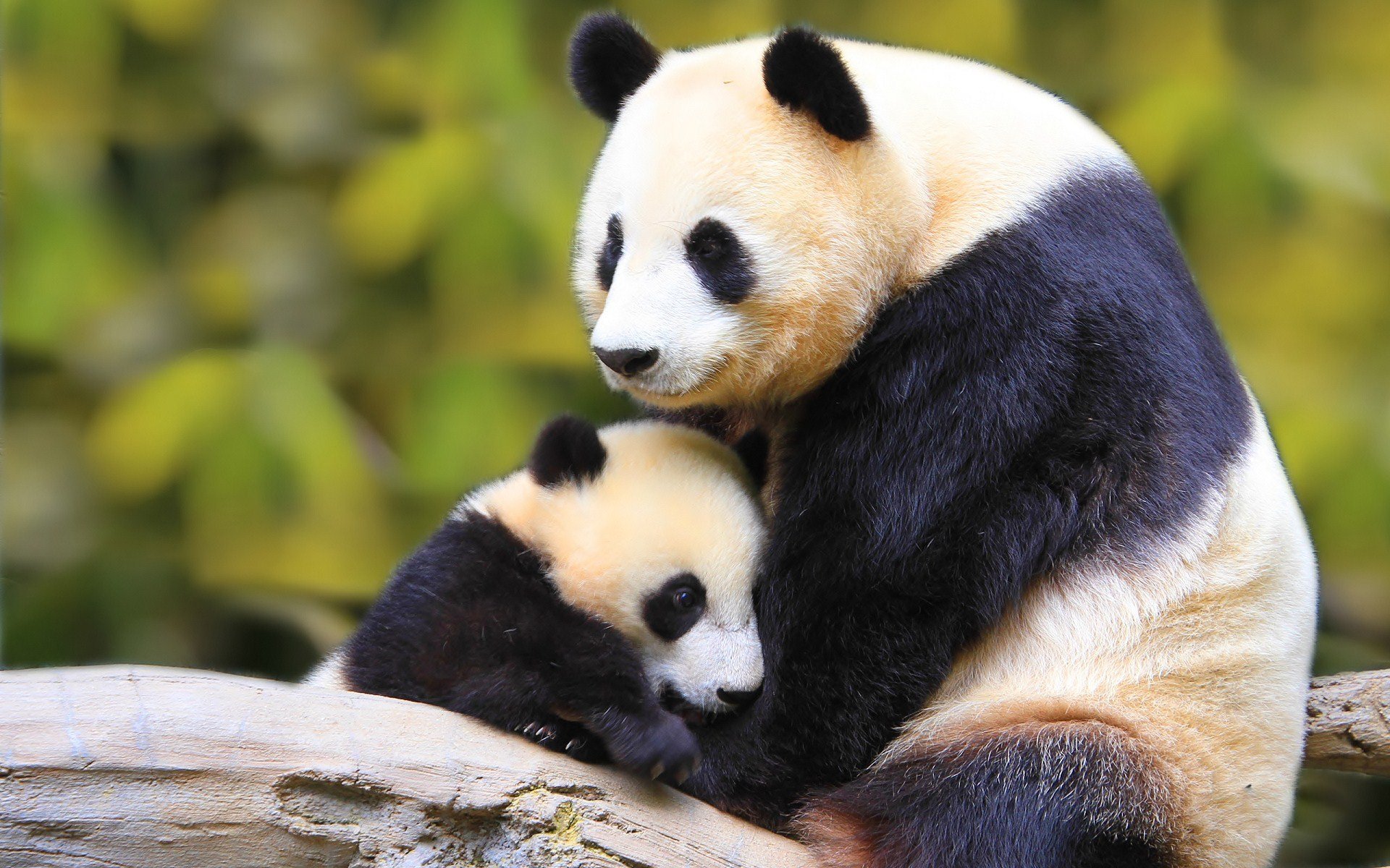 nature, Animal, Bird, National, Geographic, Panda, Forest, Baby, Green, Hd, Wallpapers Wallpaper