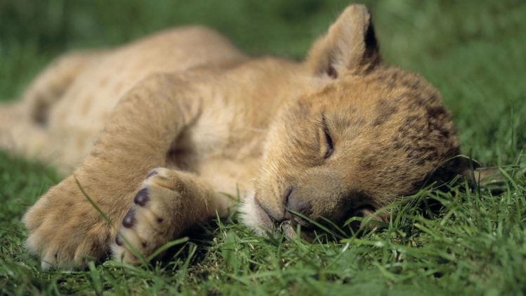 Sleeping, Lions, Wild, Animals, Baby