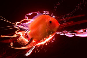 animals, Fish, Cg, 3d, Digital art, Manipulations, Colors, Orange, Bright