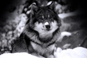 close up, Nature, Snow, Animals, Husky, Grayscale, Selective, Coloring, Siberian, Husky, Wolves