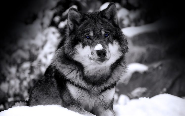 close up, Nature, Snow, Animals, Husky, Grayscale, Selective, Coloring, Siberian, Husky, Wolves HD Wallpaper Desktop Background