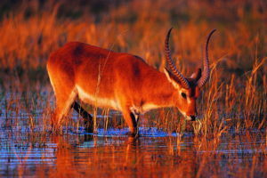 red lechwe, Lechwe, Antelope, Africa, Animals, Horns, Lakes, Water