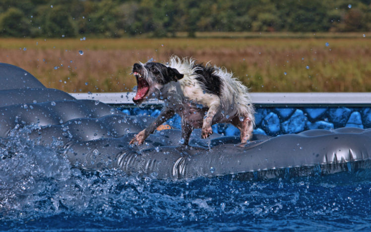 animals, Dogs, Fangs, Water, Humor, Funny, Vicious, Water, Drops HD Wallpaper Desktop Background