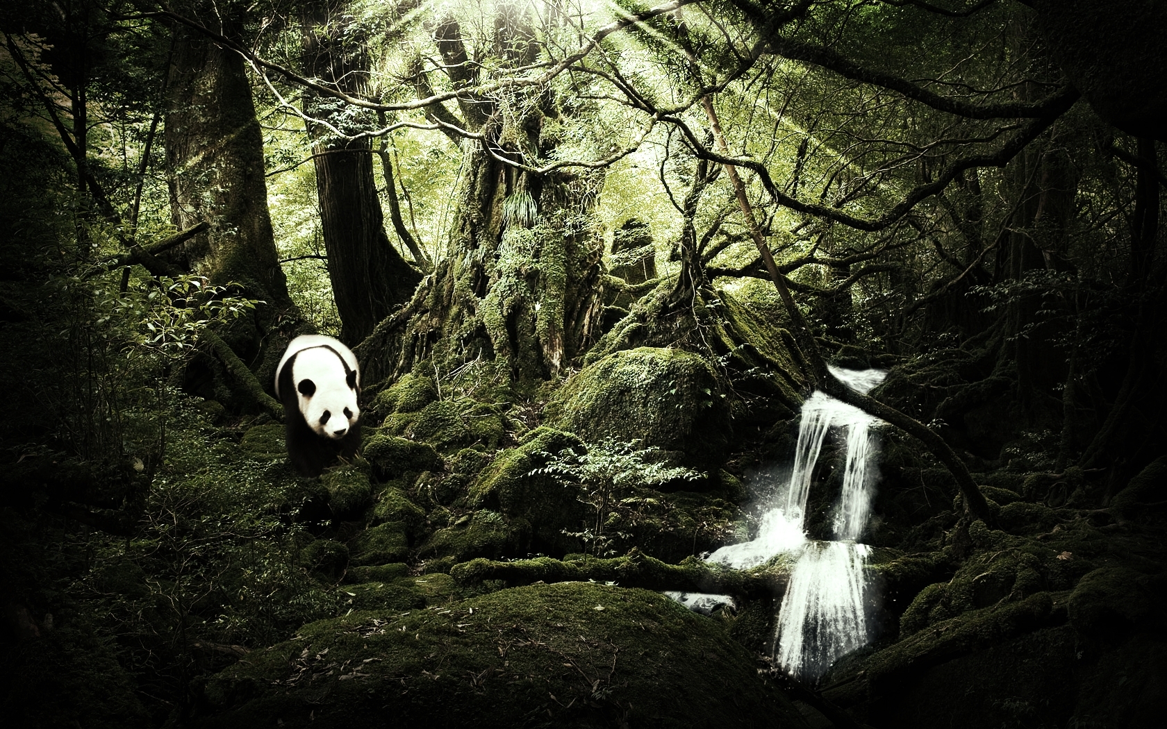 landscapes, Nature, Trees, Forest, Rivers, Jungle, Bear, Panda, Manipulation Wallpaper