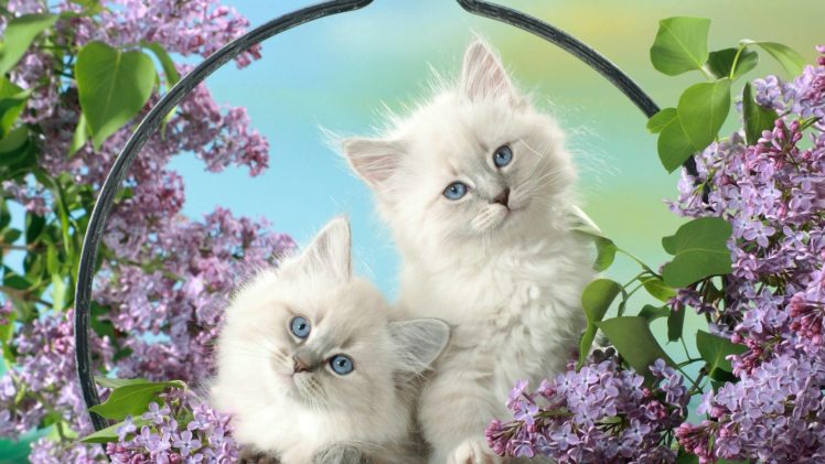 cats, Animals, Cubs, Feline, Kittens, Baskets, Pets, Domestic, Cat HD Wallpaper Desktop Background