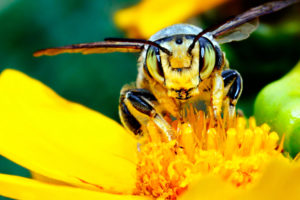 animals, Insects, Bee, Wasp, Bumble, Yellow, Flowers, Nature, Wings, Petals, Pollen