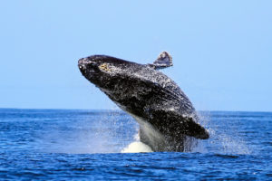 animals, Whales, Breach, Fly, Flying, Flight, Drops, Water, Ocean, Sky, Skies, Seascape