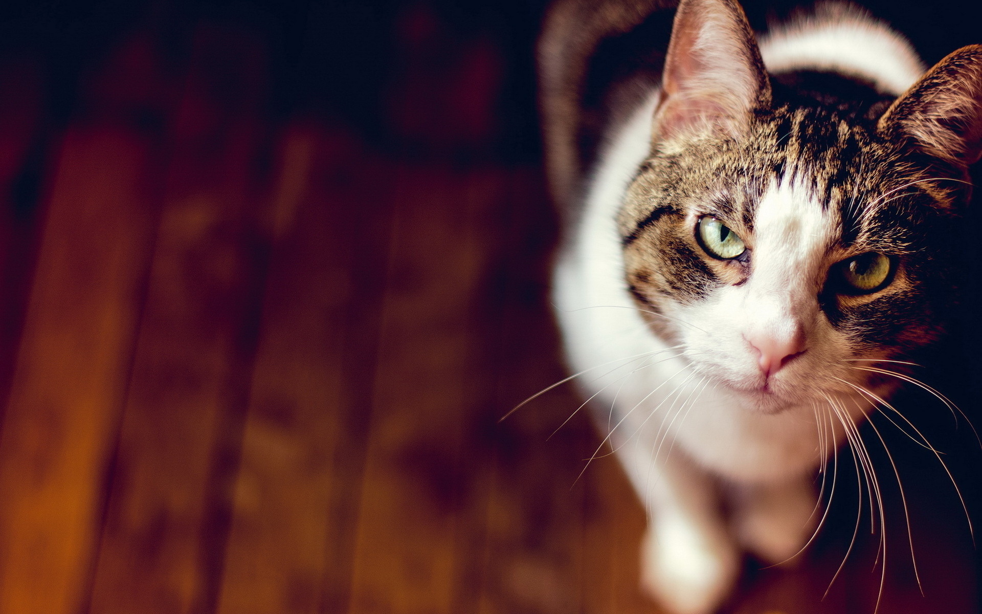 animals, Cats, Fur, Whisker, Eyes, Wood, Ears, Nose, Stare, Pov Wallpaper