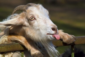 animals, Goat, Face, Tongue, Humor, Funny, Horns, Fence, Eyes, Nose