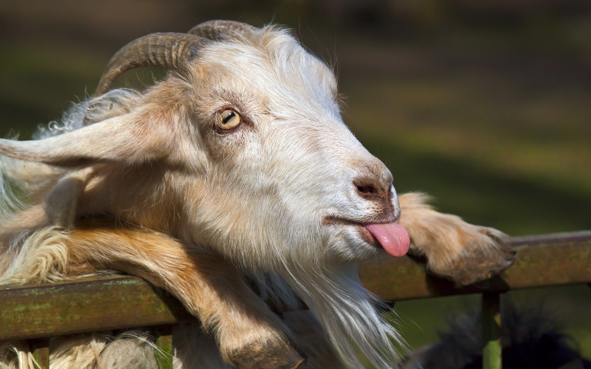 animals, Goat, Face, Tongue, Humor, Funny, Horns, Fence, Eyes, Nose Wallpaper