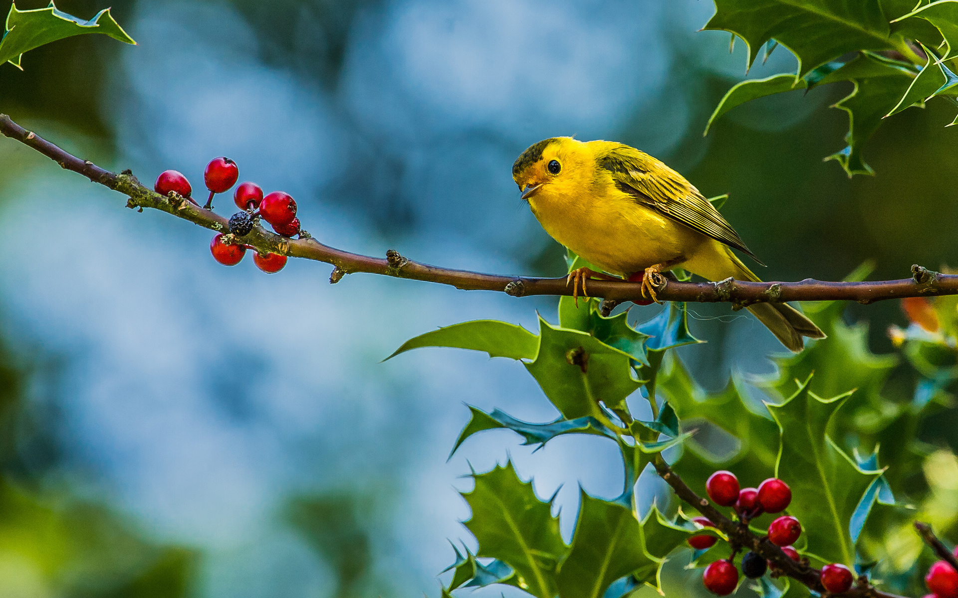 animals, Birds, Photography, Berry, Leaves, Nature, Wildlife, Trees Wallpaper