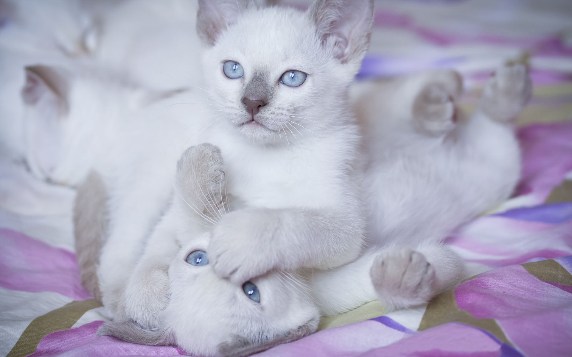 animals, Cats, Kittens, Babies, White, Soft, Fur, Face, Play, Sibling, Paw, Nose, Mouth, Feet, Cute, Feline Wallpaper