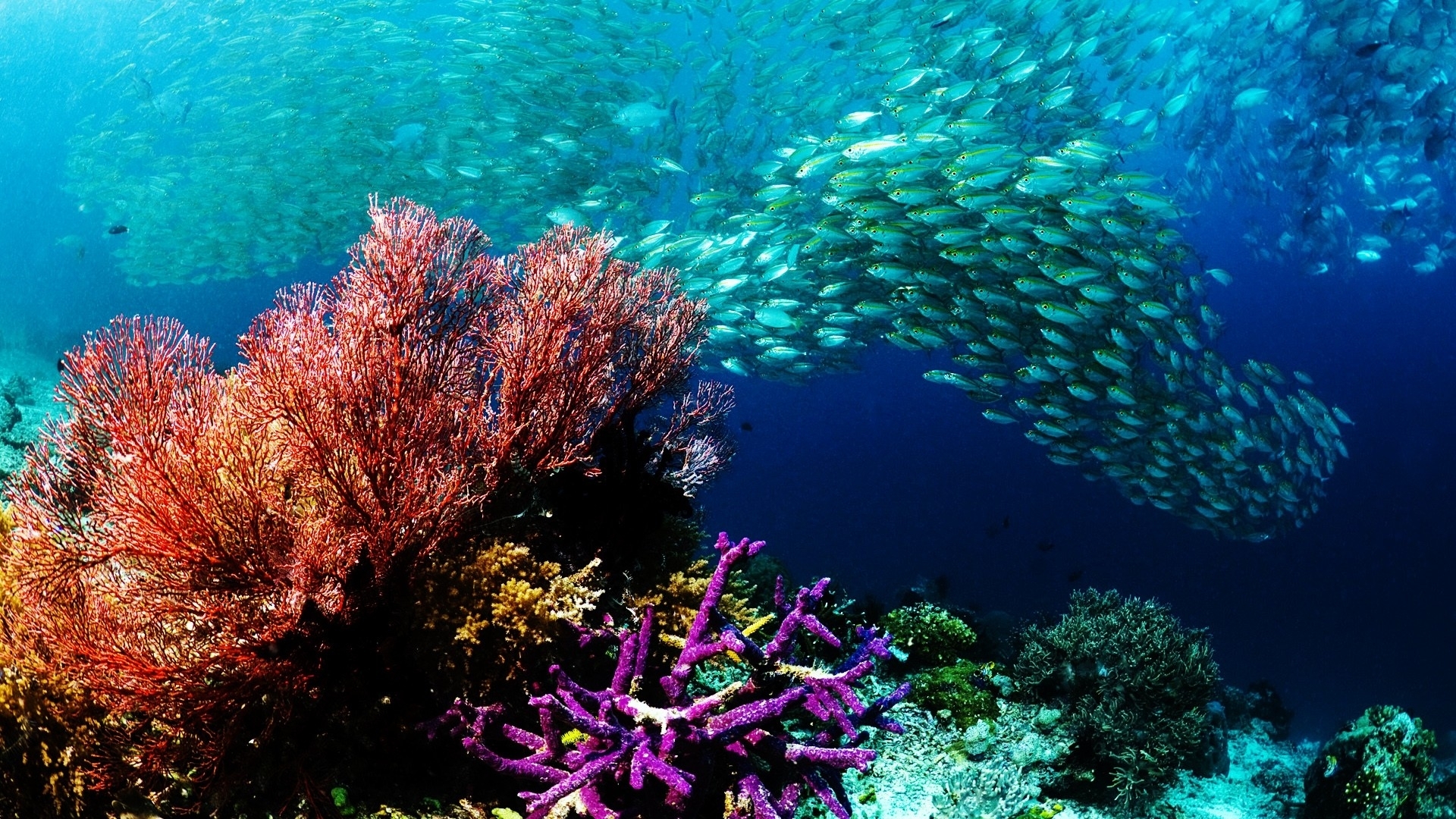 animals, Fishes, Underwater, Water, Ocean, Sea, Colors, School, Swim, Reef, Life, Nature, Detail, Photography Wallpaper