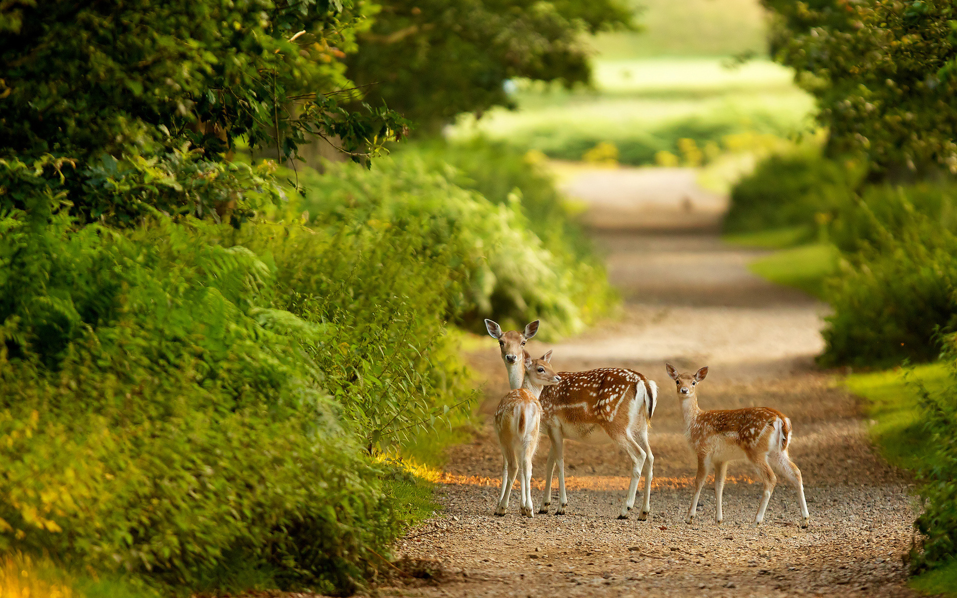 animals, Deer, Babies, Fawn, Doe, Path, Roads, Trees, Forest, Nature