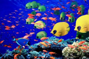 animals, Fishes, Underwater, Swim, Coral, Reef, Colors, Bright, Sea, Life